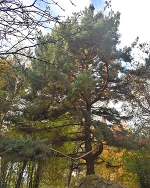 Scots pine
