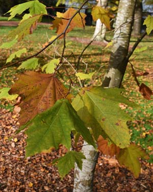 Platanus mexicana