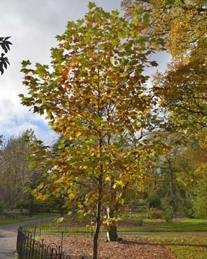 Mexican sycamore