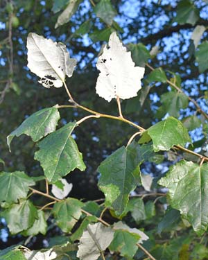 Populus alba