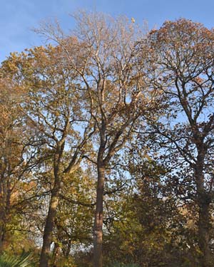 Populus tremulus gigas