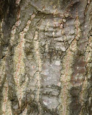Wilson's poplar