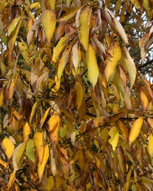 Manchurian cherry