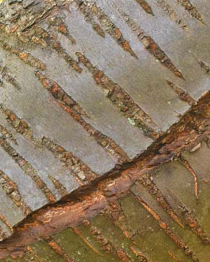 Prunus serrulata Jo-nioi