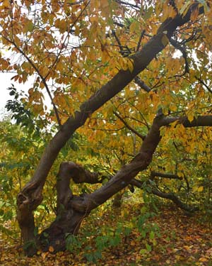 Prunus serrulata Jo-nioi