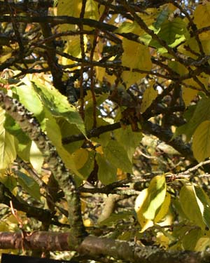 Prunus serrulata Yedo Zakuri