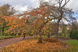 Prunus yedoensis