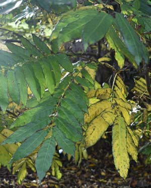 Caucasian wingnut