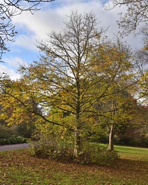 Pterocarya fraxinifolia
