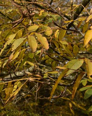 Pterocarya macroptera