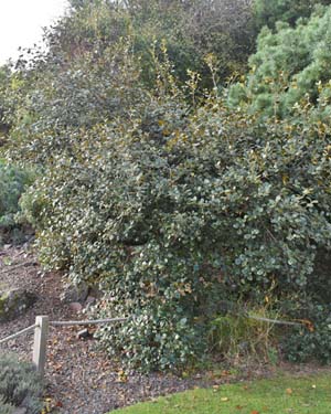 Quercus alnifolia