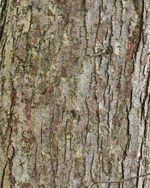 Quercus bicolor