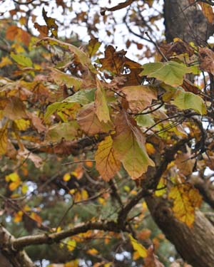 Quercus bicolor