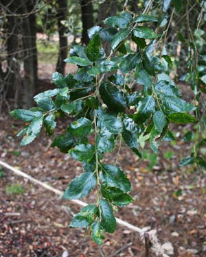 Quercus chrysolepsis