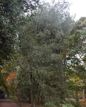 Canyon live oak