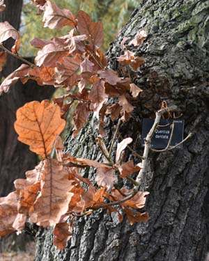 Quercus dentata