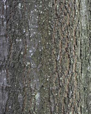 Northern pin oak