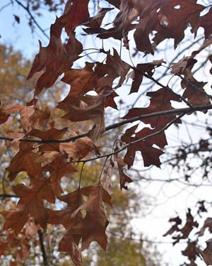 Northern pin oak