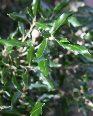 Quercus ilex fordii