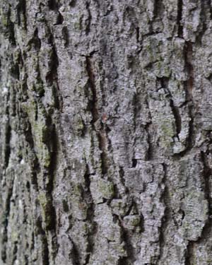 Quercus ithaburensis macrolepis