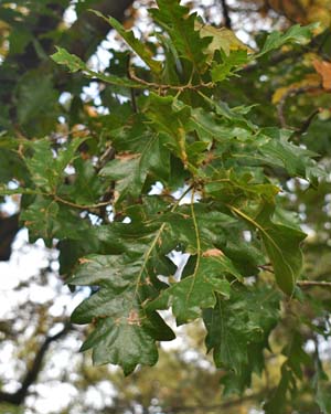 Quercus ithaburensis macrolepis