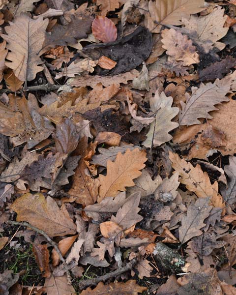 Caucasian oak