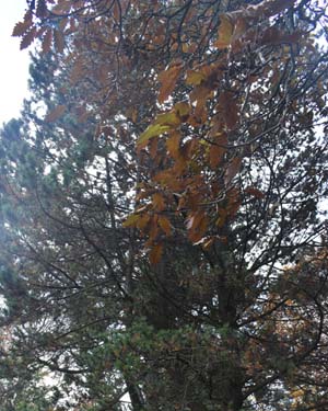 Quercus macranthera