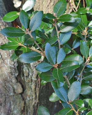 Ubame oak