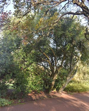 Quercus phillyreoides