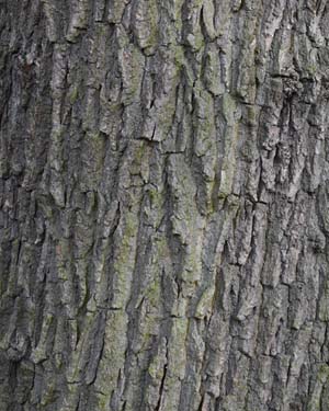 Common oak
