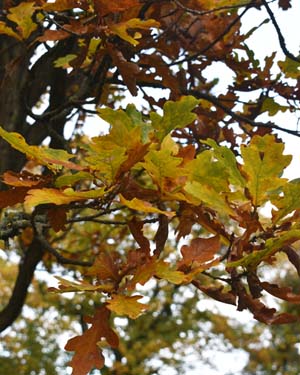 Cypress oak