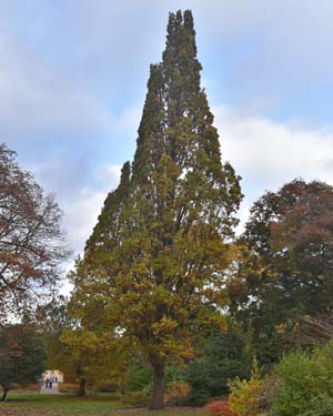 Quercus robur fastigiata