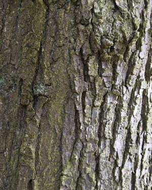 Quercus robur filicifolia