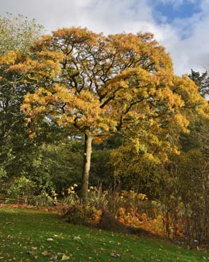 Quercus robur filicifolia