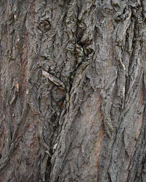 Salix alba rockanje