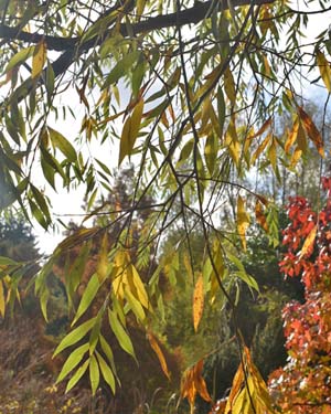 Salix alba rockanje