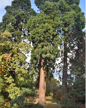 Sequoiadendron giganteum