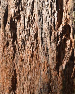 Sequoiadendron giganteum