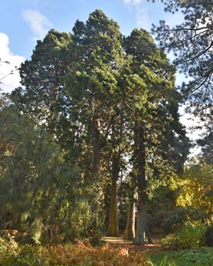 Giant redwood