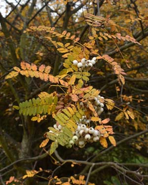 Sorbus munda