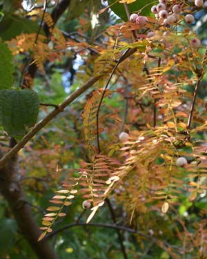 Quercus ithaburensis macrolepis