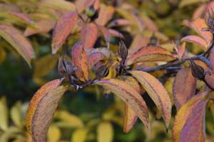 Japanese Stuartia 