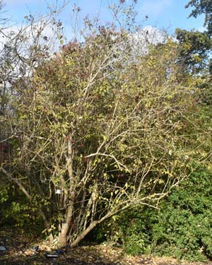 Syringa yunnanensis