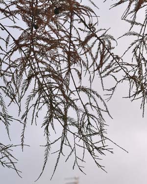 Cypress oak
