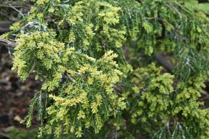 Taxus baccata adpressa aurea
