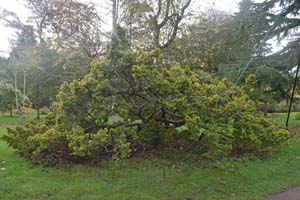 Taxus baccata adpressa aurea