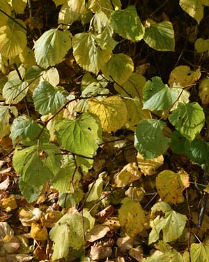 Tilia europaea