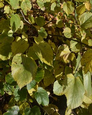 tilia moltkei
