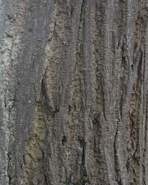 Tilia tomentosa petiolaris