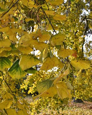 Tilia tomentosa petiolaris